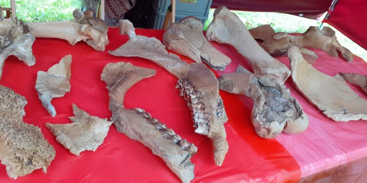 Trwa piknik naukowy ze Stefanią