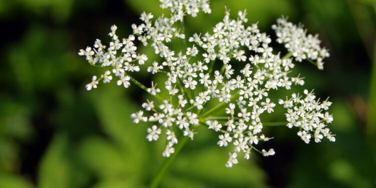 Barszcz Sosnowskiego