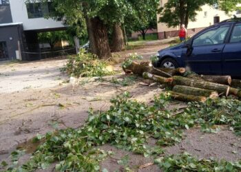 Burza poprzewracała drzewa