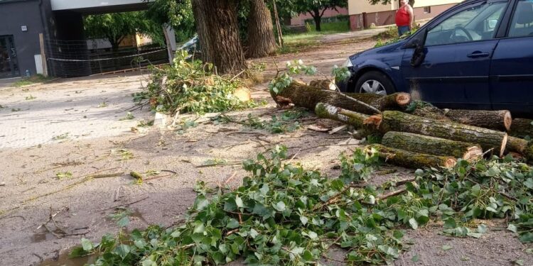 Burza poprzewracała drzewa