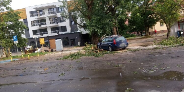 Burza poprzewracała drzewa
