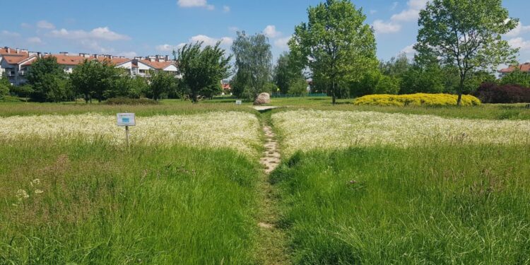 Długo zapowiadana łąka kwietna. Jak Wam się podoba?