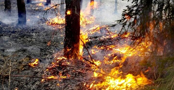 Upał i podpalacze zagrażają lasom!