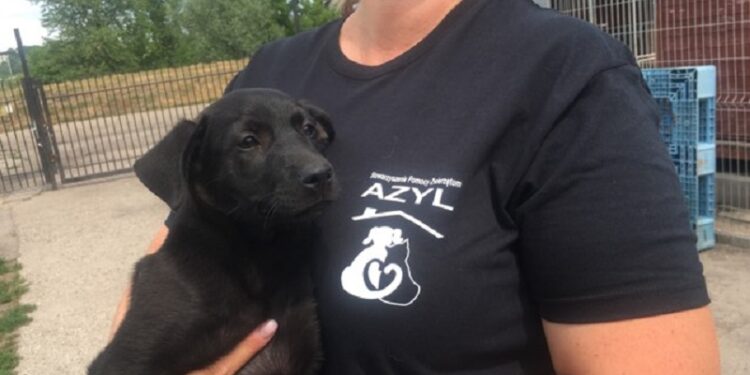 Nie wyrzucaj, przywieź do schroniska