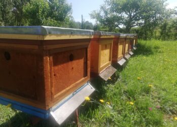 Pszczoły lekarstwem na wiele dolegliwości