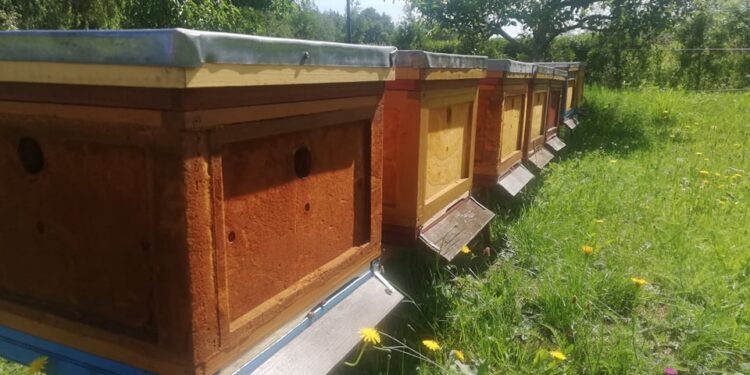 Pszczoły lekarstwem na wiele dolegliwości