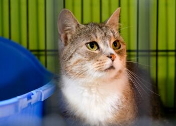 Otarły się o śmierć. Teraz czekają na dom