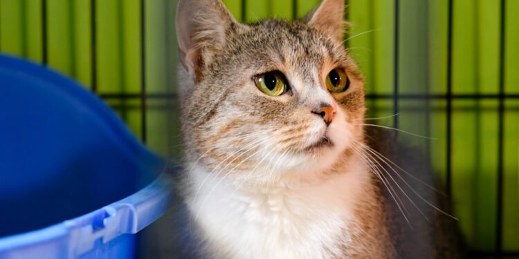 Otarły się o śmierć. Teraz czekają na dom