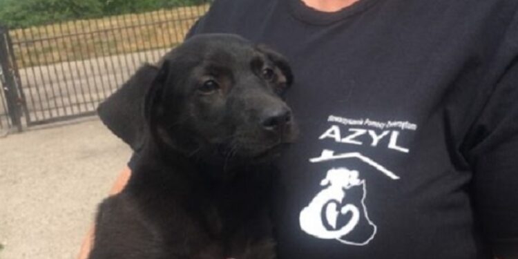 Podopieczni gorzowskiego schroniska odwiedzą „Wartownię”