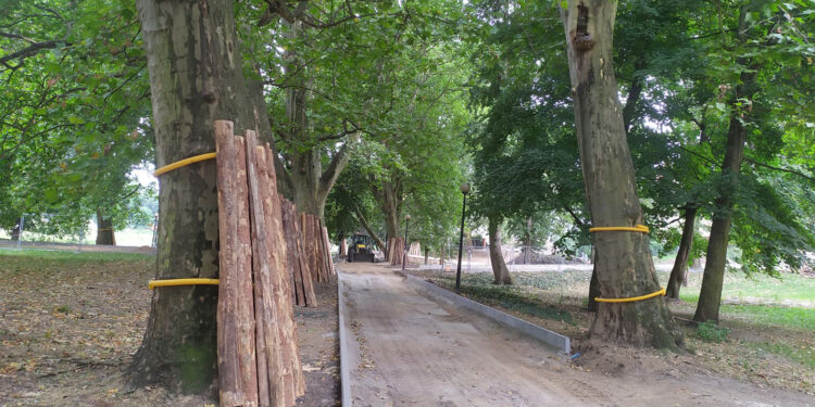 Mieszkańcy boją się o stare drzewa w parku Róż
