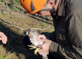 Sokół wrócił do lasów Nadleśnictwa Skwierzyna