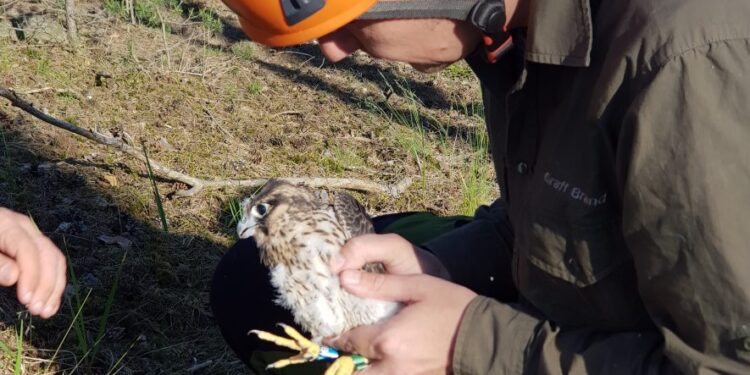 Sokół wrócił do lasów Nadleśnictwa Skwierzyna