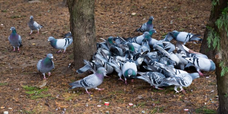 Co z opieką nad dzikimi zwierzętami w mieście?