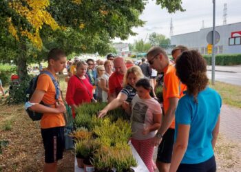 Długa kolejka po wrzos i lawendę