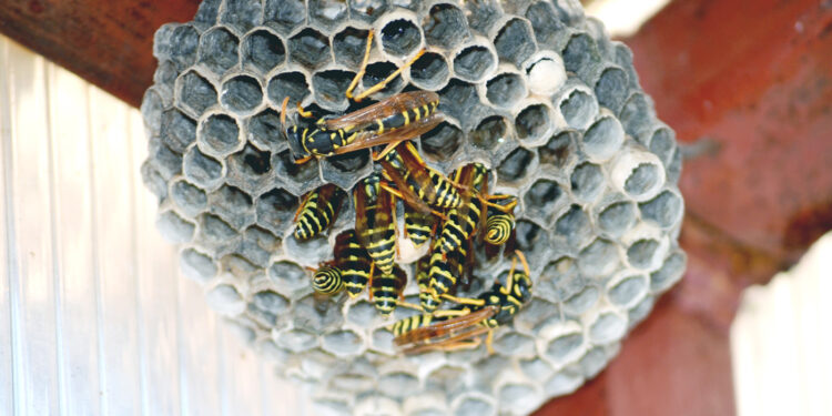 Kilkadziesiąt zgłoszeń w sprawie os i szerszeni