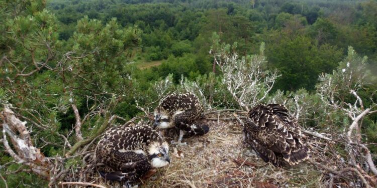 Rybołowy w Nadleśnictwie Kłodawa