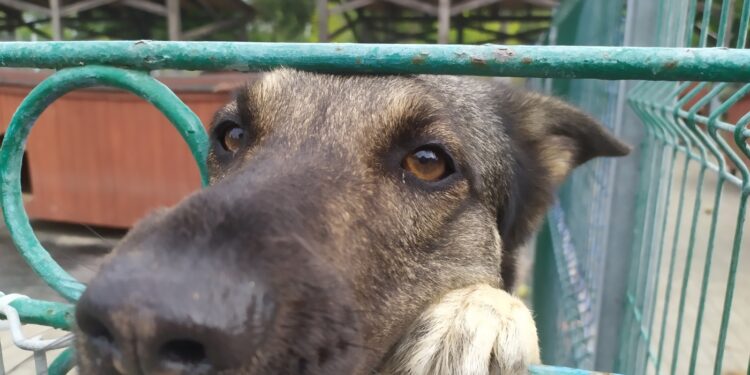 Pluszowe misie pomogą „Azorkom”