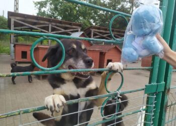 Pluszowe misie pomogą „Azorkom”