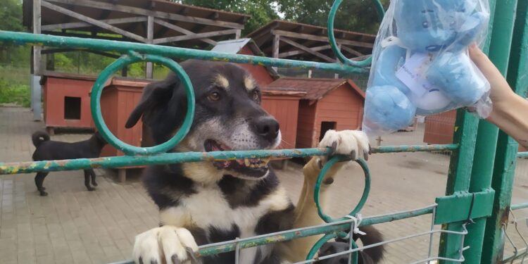 Pluszowe misie pomogą „Azorkom”