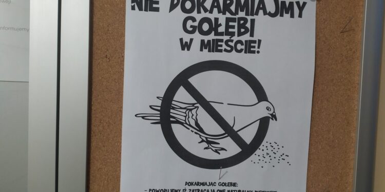 Nie dokarmiajmy gołębi w mieście
