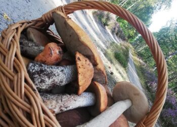 Idąc na grzyby, zadbaj o bezpieczeństwo swoje i innych