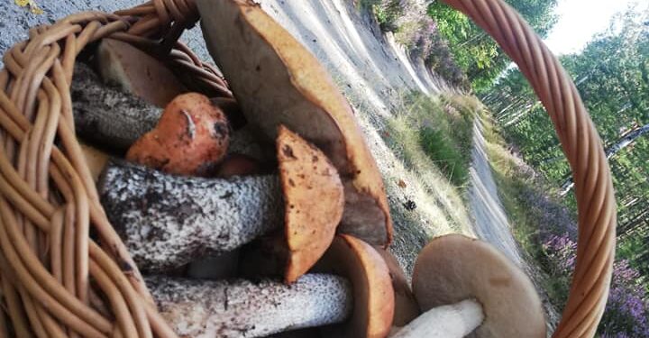 Idąc na grzyby, zadbaj o bezpieczeństwo swoje i innych