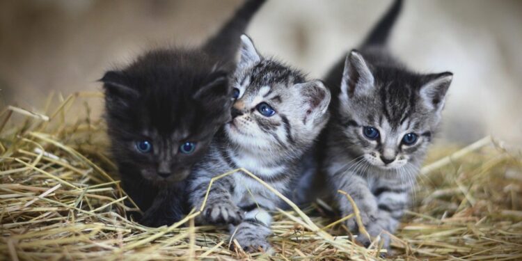 Pilnie potrzebna surowica dla kociąt!