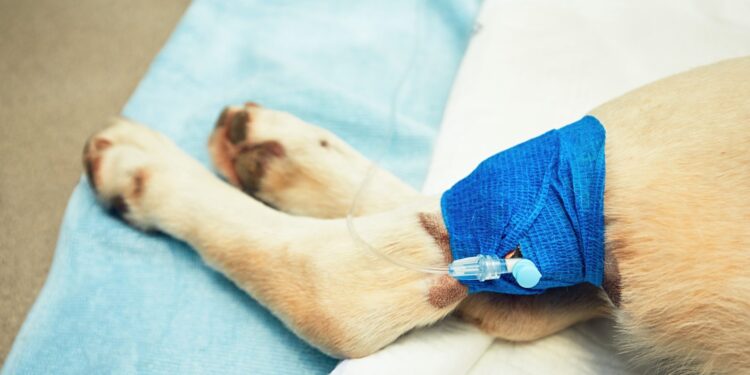 Kto będzie leczył dzikie i bezdomne zwierzęta?