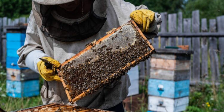 W sobotę Konferencja Pszczelarska