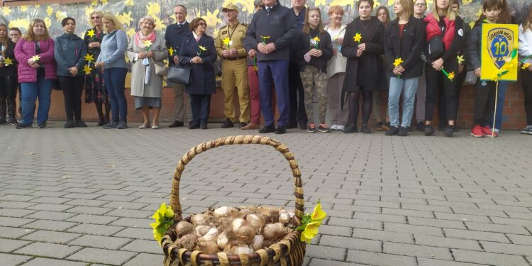Posadzili żonkile, żeby pomóc Hospicjum