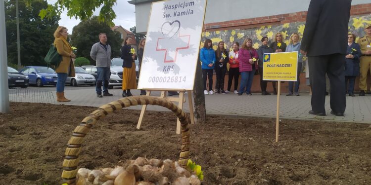 Posadzili żonkile, żeby pomóc Hospicjum