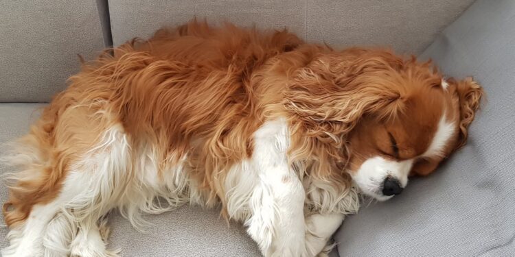 Groźny wirus atakuje psy na os. Górczyn