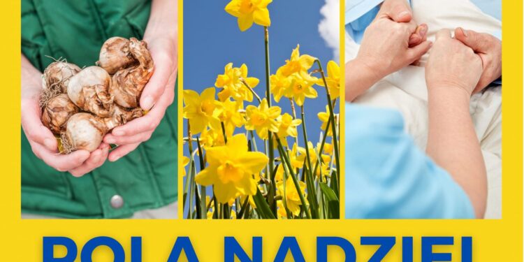 Posadzą żonkile przed Lubuskim Urzędem Wojewódzkim