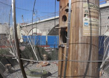 Papugi już pod dachem