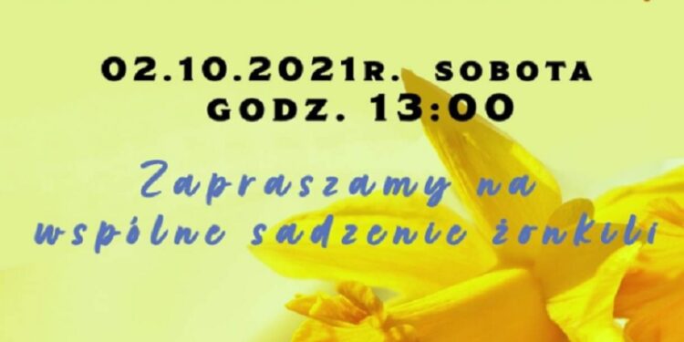 Sobotnie sadzenie żonkili