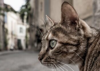 W gminie Zabór trwa akcja sterylizacji kotów