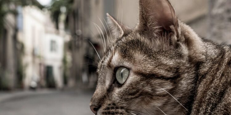 W gminie Zabór trwa akcja sterylizacji kotów