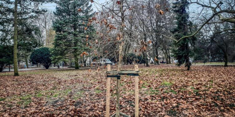 Nowy platan w parku Wiosny Ludów