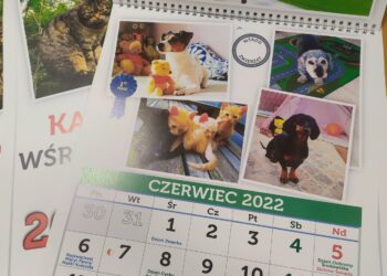 Urzędowe kalendarze dla Azorków