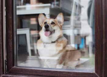 Psy pomagają przetrwać pandemię? [WIDEO]