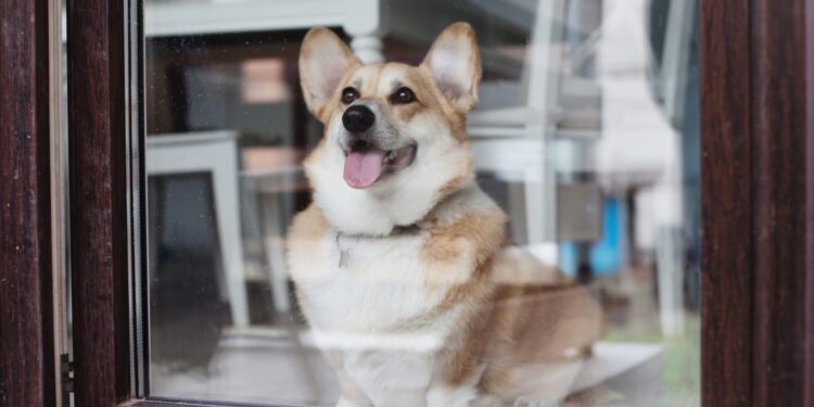 Psy pomagają przetrwać pandemię? [WIDEO]