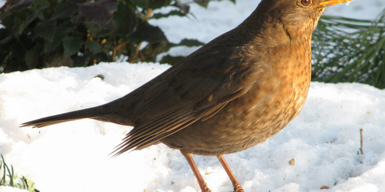 Jak dokarmiać ptaki