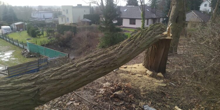 Wycinka drzew przy ul. Ptasiej