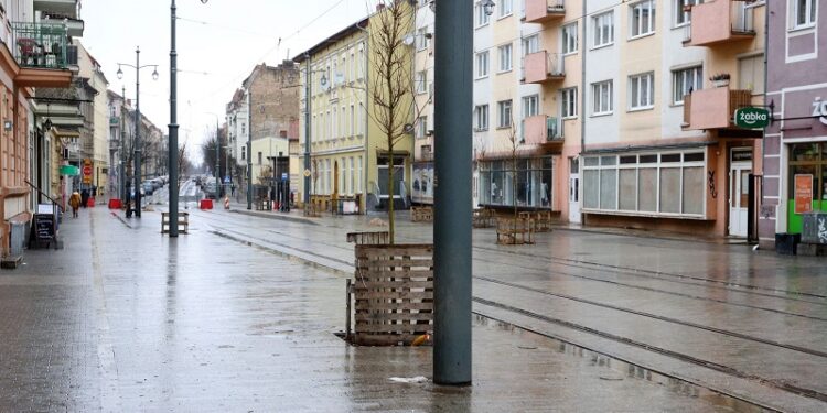 Klony zamiast japońskich wiśni