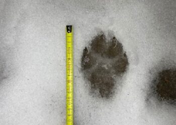 Wilki w gminie Deszczno. Mieszkańcy pełni obaw