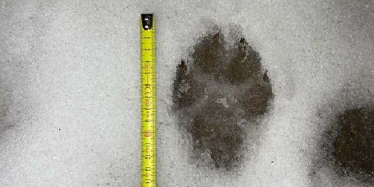 Wilki w gminie Deszczno. Mieszkańcy pełni obaw