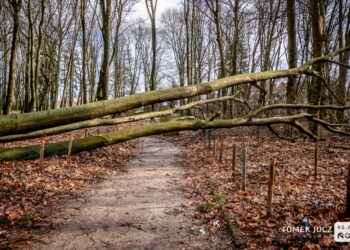 Park Kopernika po wichurze [ZDJĘCIA]