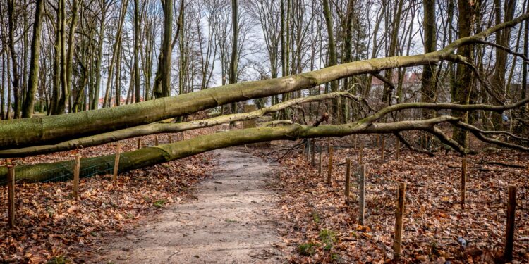 Park Kopernika po wichurze [ZDJĘCIA]