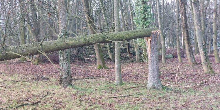 Mieszkańcy: aż żal patrzeć na ten park