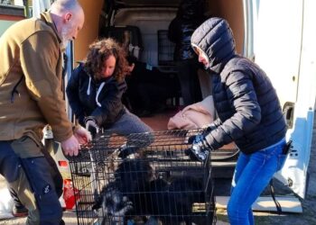 Policjant z Gorzowa pomógł zabrać z granicy 29 psów z Ukrainy